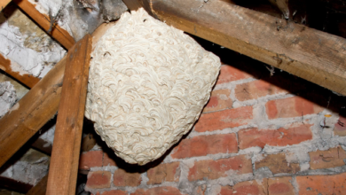 Wasp Nest Removal