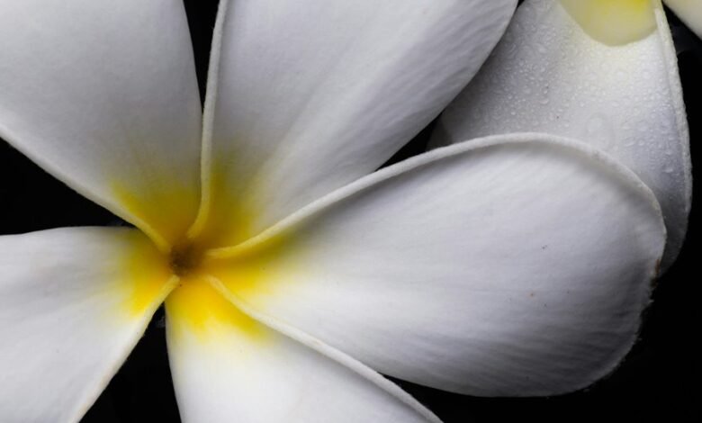 flor cx6b4rluzoi orquideas explained