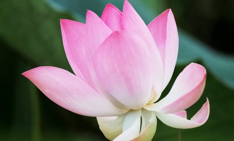 understanding htfenum basics