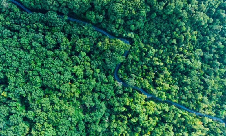 stellar growth pathway analysis